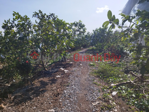 Bán vườn cây ăn trái 1000m2, xã Long Thắng huyện Lai Vung, Đồng Tháp _0