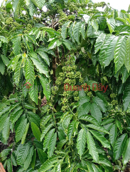 BEAUTIFUL LAND - CHEAP PRICE - OWNER SELLS 20Ha of Coffee Land at Indochina Junction, Bo Y, Ngoc Hoi, Quang Ngai | Vietnam Sales đ 13.5 Billion