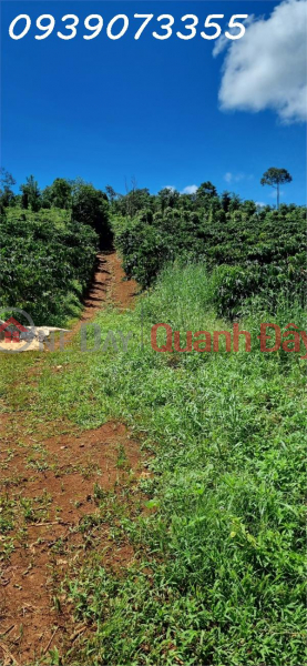 Property Search Vietnam | OneDay | Residential Sales Listings | Selling field land with coffee, pepper, and other secondary crops in Nghia Thang Commune, Dak Nong