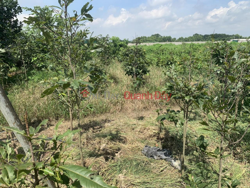 đ 800 Million | Owner Needs to Sell Land in Nice Location in Phu Ninh Village, Binh Khe Commune, Dong Trieu, Quang Ninh