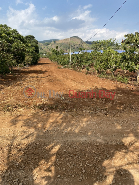 Property Search Vietnam | OneDay | Residential | Sales Listings Beautiful Land - Good Price - Owner Needs to Sell Land Lot in Nice Location in An Hiep, Lien Hiep, Duc Trong