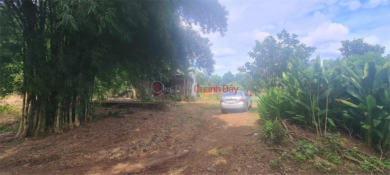 Property Search Vietnam | OneDay | Residential Sales Listings, BEAUTIFUL LAND - GOOD PRICE Owner Selling 1 ha Land In Dong Tien Commune, Dong Phu, Binh Phuoc Province