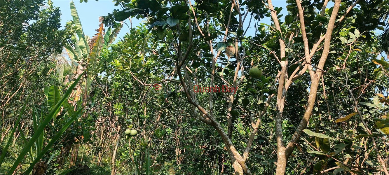 ĐẤT ĐẸP – GIÁ TỐT – CHÍNH CHỦ CẦN BÁN Đất Tại xã Tiên Thủy, Châu Thành, Bến Tre | Việt Nam Bán | đ 950 triệu