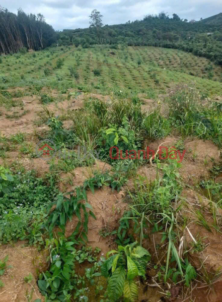 FOR SALE: Garden land for sale in Dong Gia Nghia ward, 7km from the center of Gia Nghia city. | Vietnam Sales, đ 5.5 Billion