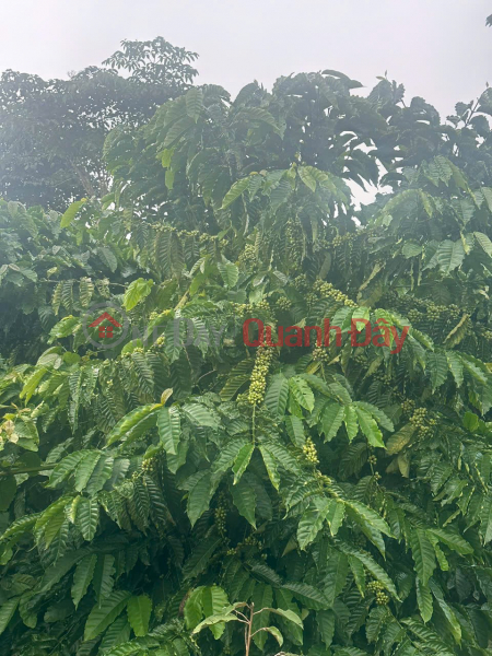 đ 5,8 tỷ, ĐẤT ĐẸP- GIÁ TỐT - CHÍNH CHỦ BÁN NHAH ĐẤT VƯỜN CAFE Tại Thôn 6, Xuân Trường.