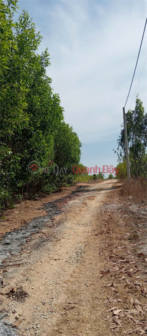 PRIME LAND - GOOD PRICE - URGENT SALE OF LAND SUITABLE FOR PERENNIAL CROPS IN TAN PHUOC COMMUNE, LAGI TOWN, BINH THUAN PROVINCE _0