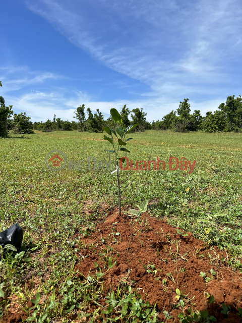 GARDEN LAND WITH ROAD WITH WINDOW AREA 5412M2 HOA THANG COMMUNE, BAC BINH, BINH THUAN _0