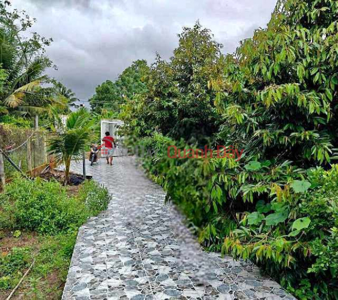 mảnh vườn trồng cây ăn quả đủ loại rộng 1 sào Niêm yết bán