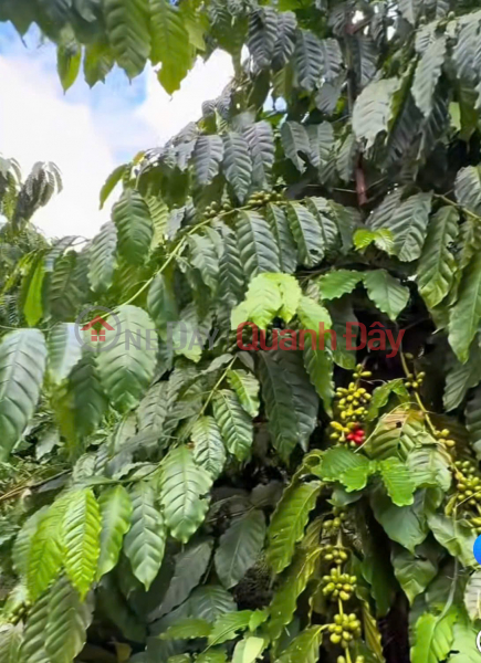 ĐẤT ĐẸP - GIÁ TỐT - Cần Bán Nhanh Lô Đất Vị Trí Đắc Địa Tại Quảng Thành, Châu Đức, Bà Rịa- Vũng Tàu | Việt Nam, Bán, đ 21 tỷ