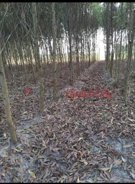 Property Search Vietnam | OneDay | Residential Sales Listings BEAUTIFUL LAND - PROFITABLE INVESTMENT - Owner Needs to Sell Land Lot in Xuan Tam Commune, Xuan Loc, Dong Nai Quickly