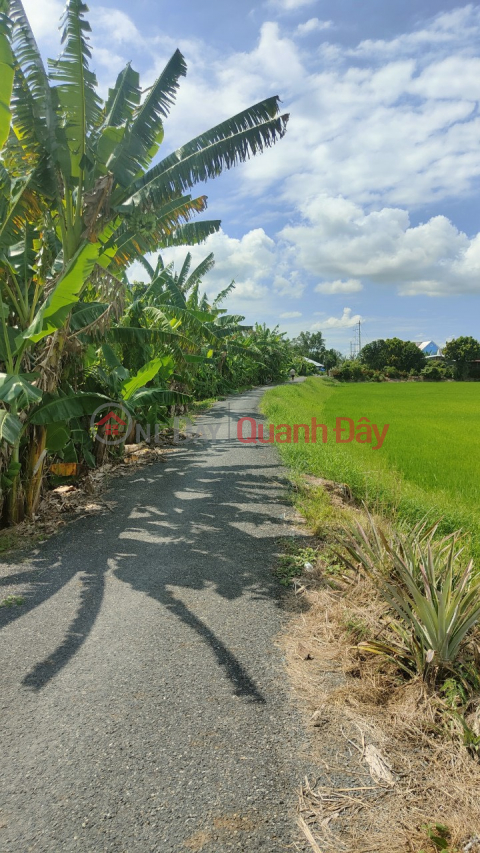 QUICK SALE OF 31 FIELD LAND - BEAUTIFUL LOCATION In Thanh Loi Commune, Thap Muoi, Dong Thap _0