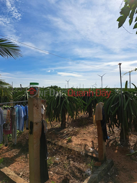 FOR SALE 1 acre of land to grow dragon fruit in Ham Thuan Nam - Extremely cheap price _0