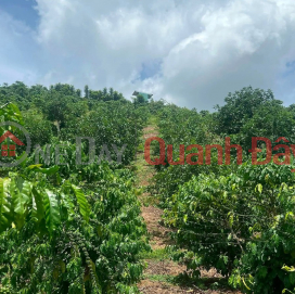 Chính chủ bán 3 sào 1 đất cà phê 4 năm tại Lộc Ngãi - Nguồn nước thuận tiện, giá thương lượng _0