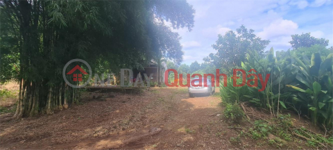 BEAUTIFUL LAND - GOOD PRICE Owner Selling 1 ha Land In Dong Tien Commune, Dong Phu, Binh Phuoc Province _0