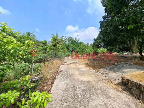 Bán gấp đất vườn khu Tượng, Phú Quốc, thích hợp làm homestay, farmstay hay khu nghỉ dưỡng sinh thái _0