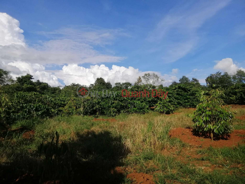 OWNER NEEDS TO SELL 2 HECTA LOT OF LAND WITH 400 PERSONAL PLAN TREES IN Cu Ne Commune, Krong Buk, Dak Lak Sales Listings