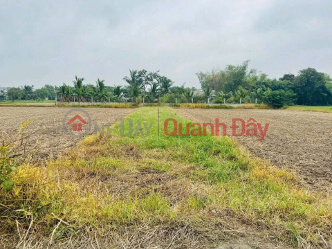 BEAUTIFUL LAND - PROFITABLE INVESTMENT - Owner Needs to Sell Land in Duc Hoa Dong Commune, Duc Hoa, Long An _0