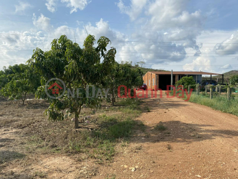 IMMEDIATELY SELL Potential Land Lot - Good Price in Ham Thuan Nam district, Binh Thuan province _0