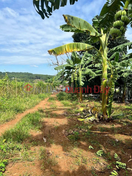 Owner emigrating needs to sell quickly: 7,000m2 land for 1.2 billion VND - bordering the Srêpốk River, Buôn Ma Thuột, Đắk Lắk province. Vietnam, Sales đ 1.2 Billion