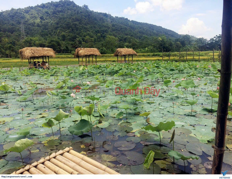 Offering for sale 3 lots adjacent to the lotus pond in Dien Tien commune a few steps away, priced at only 260 million, available books Sales Listings