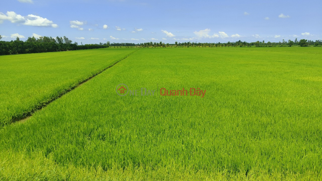 ₫ 5.12 Billion, QUICK SALE OF 31 FIELD LAND - BEAUTIFUL LOCATION In Thanh Loi Commune, Thap Muoi, Dong Thap