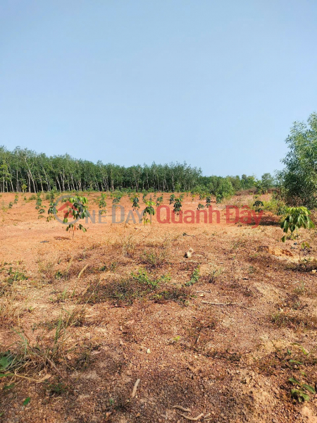 Property Search Vietnam | OneDay | Nhà ở, Niêm yết bán Chính chủ cần bán mảnh đất trồng cây lâu năm xã Tân Thành, Đồng Xoài , Bình Phước