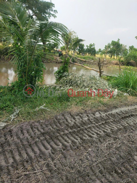 OWNER Needs to Sell 63 Cong of Rice Field in Kien Hao Hamlet, Binh Thanh Commune, Thoai Son, An Giang Vietnam Sales | đ 150 Million