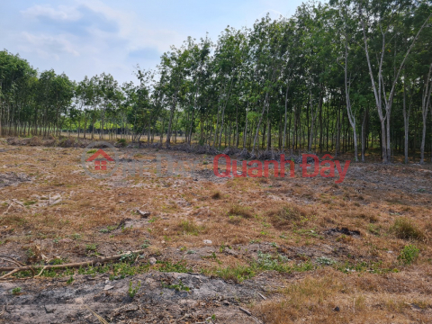 Agricultural land for sale in front of Loc Binh street, Duc Hoa, Long An _0