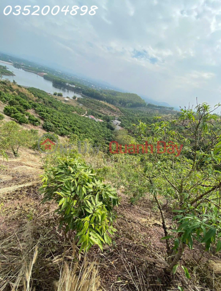 CẦN BÁN 1,6HA ĐẤT TRỒNG CÂY LÂU NĂM – VIEW ĐẸP, GIÁ TỐT! Niêm yết bán