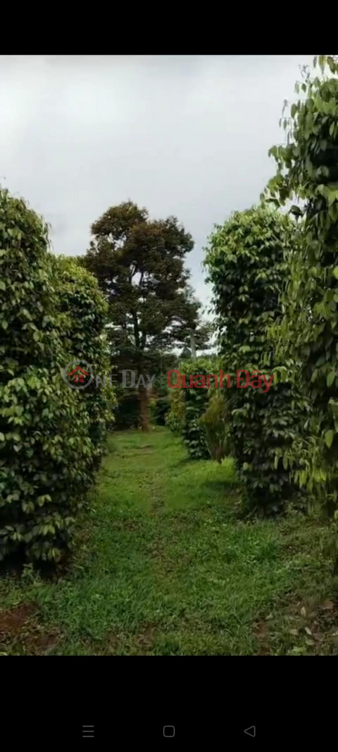 OWNER NEEDS TO SELL LAND LOT QUICKLY - GOOD PRICE In Ia Phin Commune, Chu Prong District, Gia Lai _0