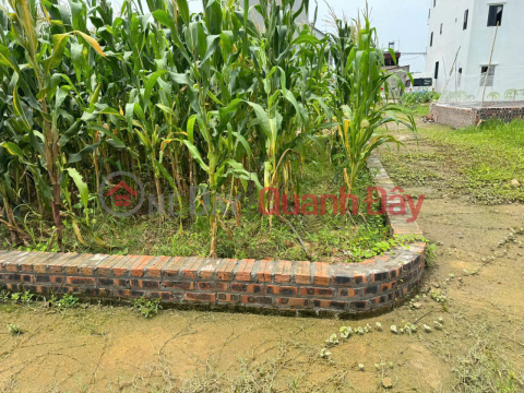 Bán Gấp Lô Góc 3 Mặt Thoáng – Tổ Dân Phố Số 10, Thị Trấn Quang Minh, Mê Linh, Hà Nội _0