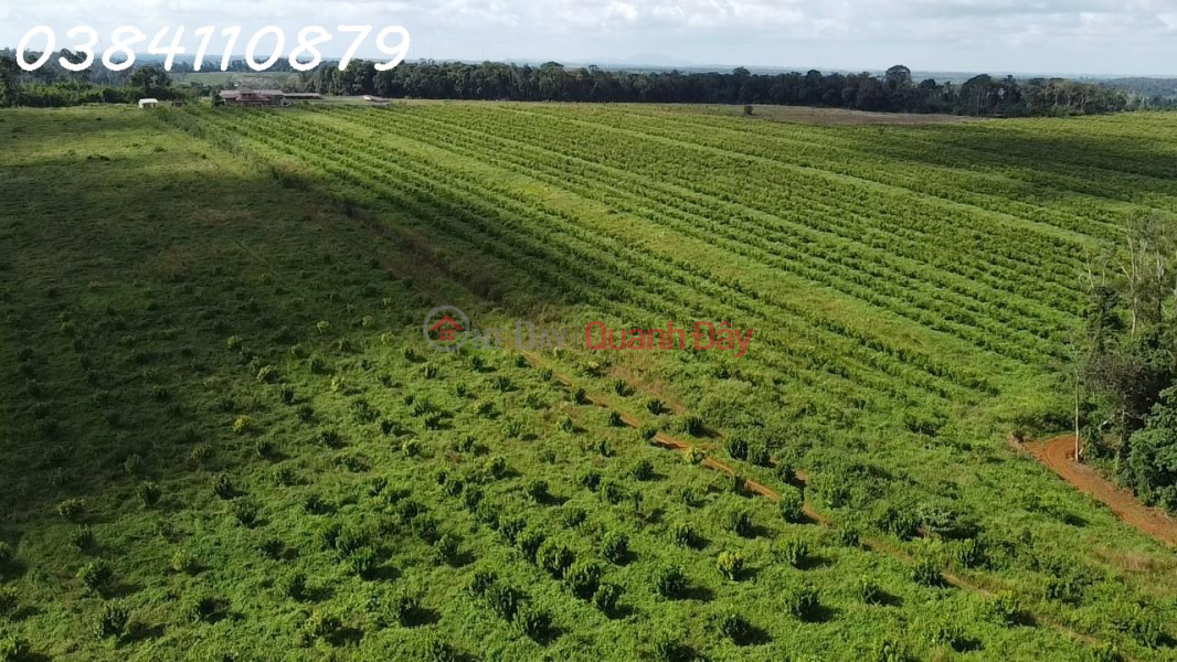 63HA FARM FOR SALE, TUY DUC Dak NONG, 45 BILLION | Vietnam | Sales | đ 45 Billion