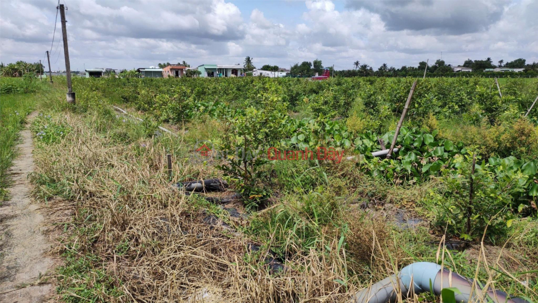 Beautiful Land - Good Price - Owner Needs to Sell a Lot of Land in a Good Location in Thanh Duc Commune, Ben Luc, Long An Sales Listings