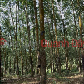 BEAUTIFUL LAND IN TAN LOI – DONG PHU, 2 HA OF RUBBER – ONLY 3 BILLION _0