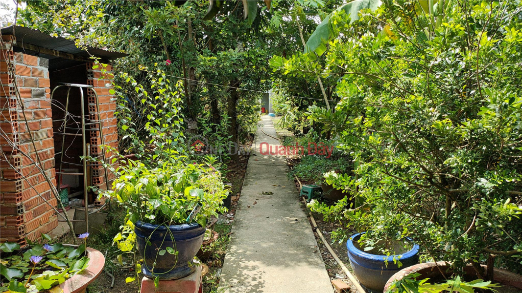 Property Search Vietnam | OneDay | Residential, Sales Listings | Stunningly beautiful! Land in front of business with fruit garden in Tay Ninh