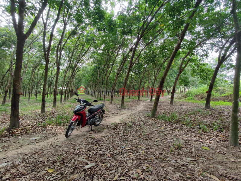 OWNER OF RUBBER LAND FOR SALE IN NINH NGHIA AREA, NINH THANH, CITY. TAY NINH Sales Listings