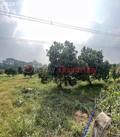 Bán đất tại 1 Sẹc đường Chánh Phú Hòa 045, phường Chánh Phú Hòa, 26 tỷ, 2200m2 _0