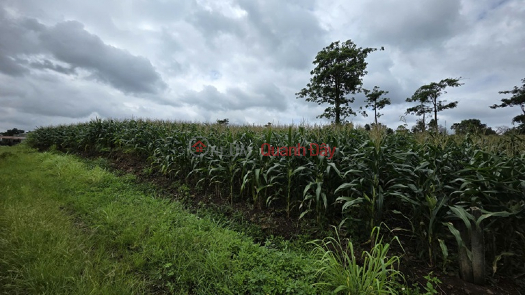 LÔ ĐẤT ĐẸP - ĐẦU TƯ SINH LỜI - Cần Bán Đất Thôn THÁC ĐÁ – EA KUÊH – CƯ M’GAR – ĐẮK LẮK Việt Nam Bán đ 399 triệu