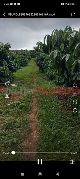 Property Search Vietnam | OneDay | Residential | Sales Listings, BEAUTIFUL LAND - GOOD PRICE - OWNER NEEDS TO SELL Land Plot In Dak Buk So Commune, Tuy Duc District, Dak Nong Province