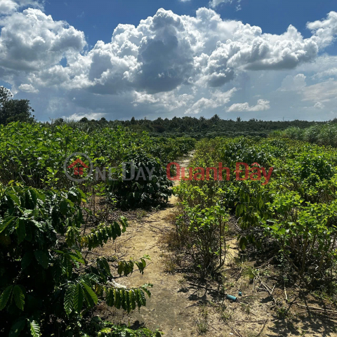 PRIME LAND – GOOD PRICE – AGRICULTURAL LAND FOR SALE IN Tan Binh 1, Ward 1, Bao Loc City, Lam Dong Province _0