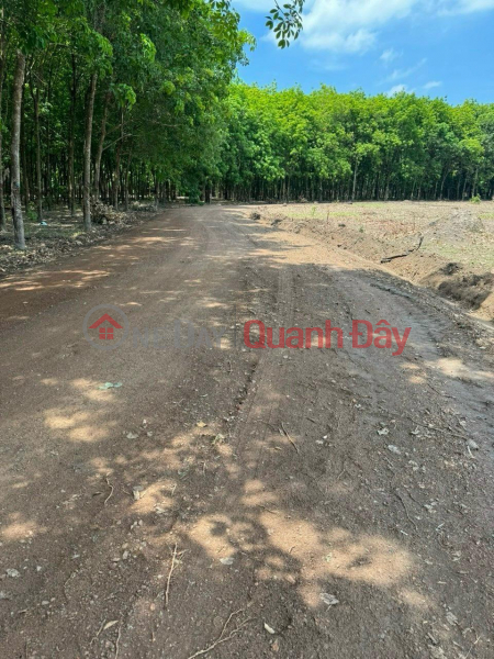 Property Search Vietnam | OneDay | Residential | Sales Listings | Beautiful land - good price, own a plot of land in a prime location in Tan Phu - Thuan Phu - Dong Phu - Binh Phuoc