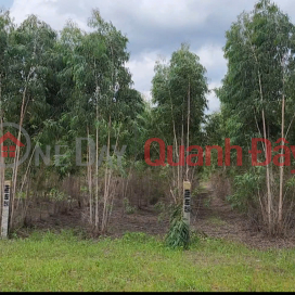 Owner Sells 2,263m2 Eucalyptus Land on Road No. 24, Tan Xuan Commune, Ham Tan District _0