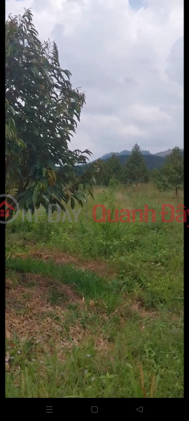 BEAUTIFUL LAND - EXTREMELY SHOCKING PRICE - OWNER NEEDS TO SELL 3 LOT OF LAND in Cat Tien, Lam Dong Sales Listings