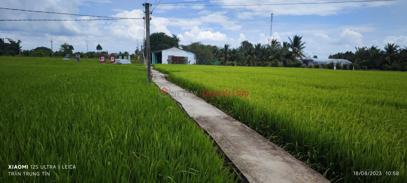 Property Search Vietnam | OneDay | Residential Sales Listings | Urgent sale of rice land in Nhut Ninh commune for 1.2 billion