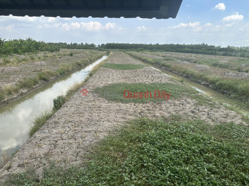 BEAUTIFUL LAND - GOOD PRICE - For Sale by Owner 17.5 acres of Lo Dal Land in Tan Tien, Vi Thanh, Hau Giang Sales Listings