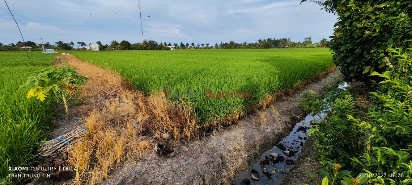 ₫ 3.3 Billion | Selling a plot of rice land converted to 5m asphalt Nguyen Van Chau street for 3.3 billion