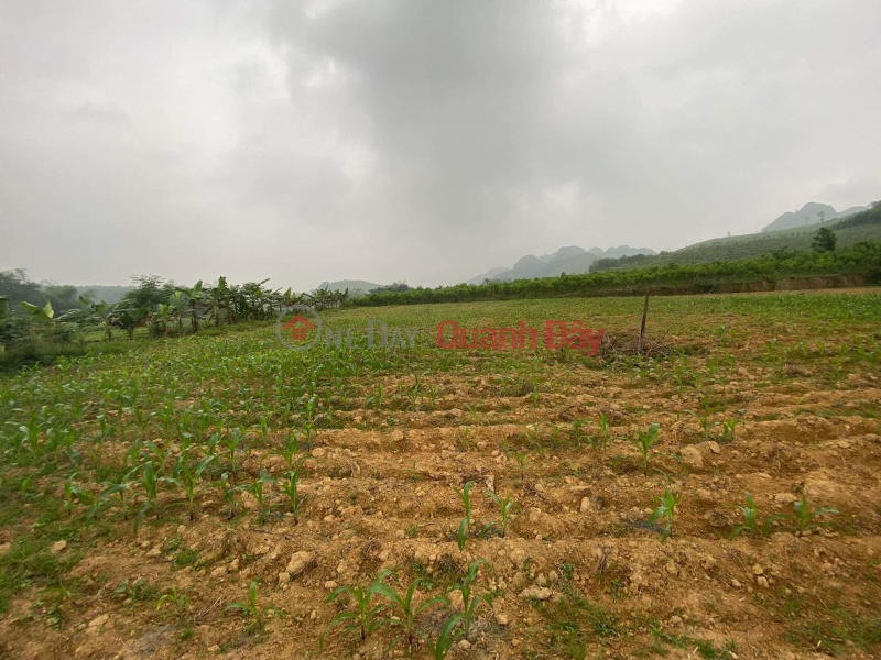 Land for sale in Bot Village - Phu Thanh - Lac Thuy - Hoa Binh Area: 2904m MT: 55m 3.6 billion. Vietnam | Sales, ₫ 3.6 Billion