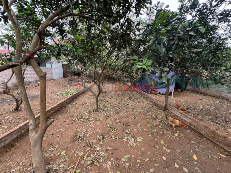 Prime land in Quang Minh, adjacent to the industrial zone and Vo Van Kiet road. Area 98m², price 4.65 billion VND. Vietnam, Sales | đ 4.65 Billion
