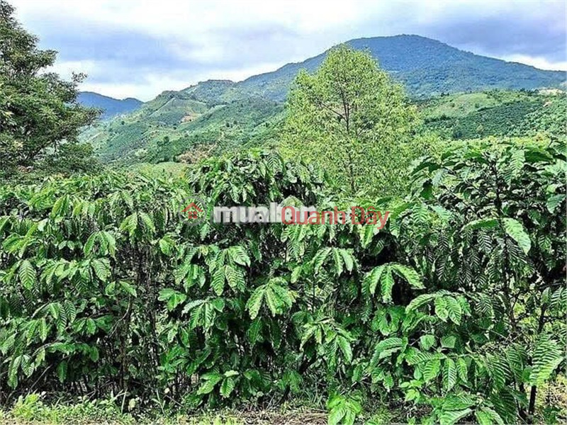 BEAUTIFUL LAND - INVESTMENT PRICE - OWNER NEEDS TO SELL LAND LOT IN Hamlet 10, Loc Nam Commune, Bao Lam, Lam Dong Vietnam | Sales đ 4.2 Billion