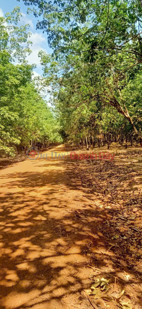 BEAUTIFUL LAND - GOOD PRICE - Prime Location At Soc Qua Hamlet, Tan Hung, Hon Quan, Binh Phuoc _0